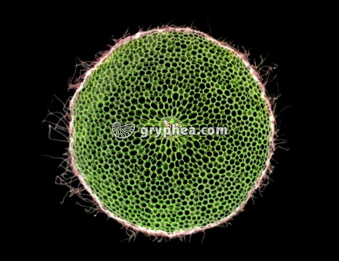 Racine de Ficaire FN CT x7 - gryphea.com